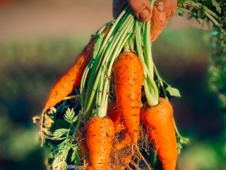 Formation microferme en zone urbaine ou périurbaine en maraîchage en agroécologie